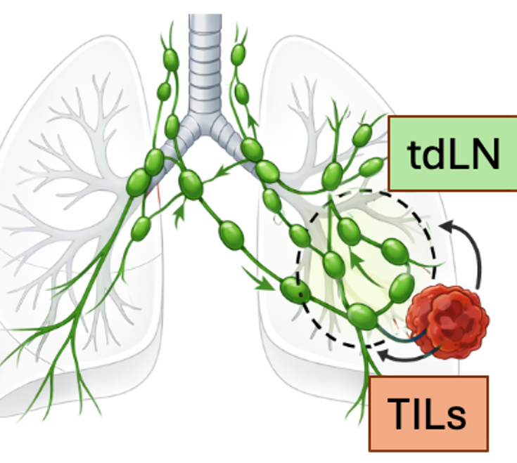 Tumor-draining lymph node and TIL diagram